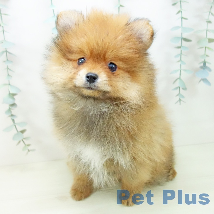 愛知県のポメラニアン (ペットプラス 千音寺店/2025年11月10日生まれ/女の子/オレンジ)の子犬の2枚目の画像