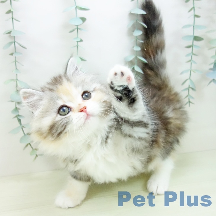岐阜県のサイベリアン (ペットプラス 各務原店/2025年11月5日生まれ/女の子/シルバーパッチドタビーホワイト)の子猫の1枚目の画像