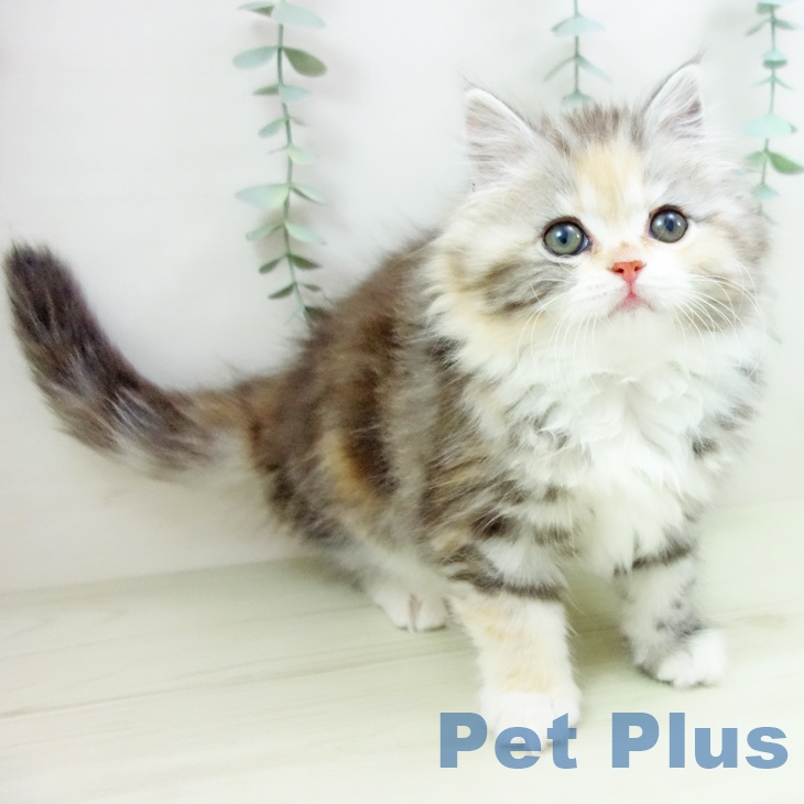 岐阜県のサイベリアン (ペットプラス 各務原店/2025年11月5日生まれ/女の子/シルバーパッチドタビーホワイト)の子猫の2枚目の画像