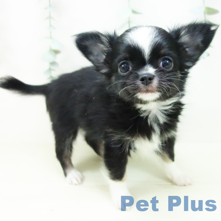 愛知県のチワワ(ロング) (ペットプラス イオンモール豊川店/2025年11月12日生まれ/男の子/ブラックホワイト)の子犬の1枚目の画像