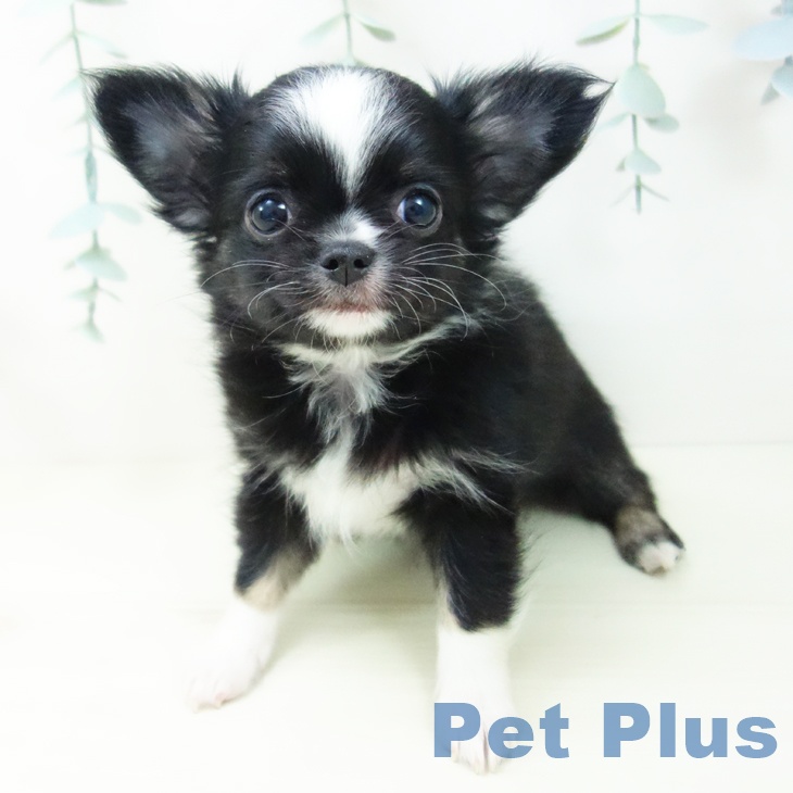 愛知県のチワワ(ロング) (ペットプラス イオンモール豊川店/2025年11月12日生まれ/男の子/ブラックホワイト)の子犬の2枚目の画像