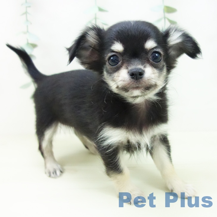 愛知県のチワワ(ロング) (ペットプラス 則武新町店/2025年11月12日生まれ/男の子/ブラックタンホワイト)の子犬の1枚目の画像