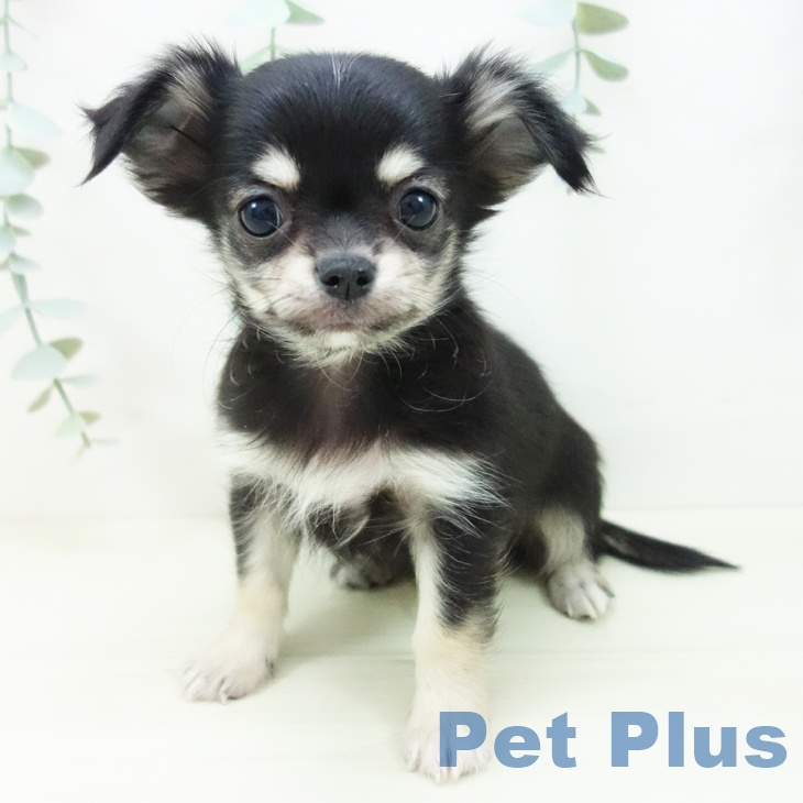 愛知県のチワワ(ロング) (ペットプラス 則武新町店/2025年11月12日生まれ/男の子/ブラックタンホワイト)の子犬の2枚目の画像
