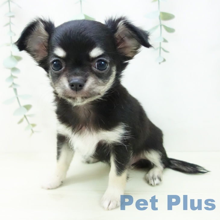 愛知県のチワワ(ロング) (ペットプラス 名古屋茶屋店/2025年11月12日生まれ/女の子/ブラックタン)の子犬の1枚目の画像