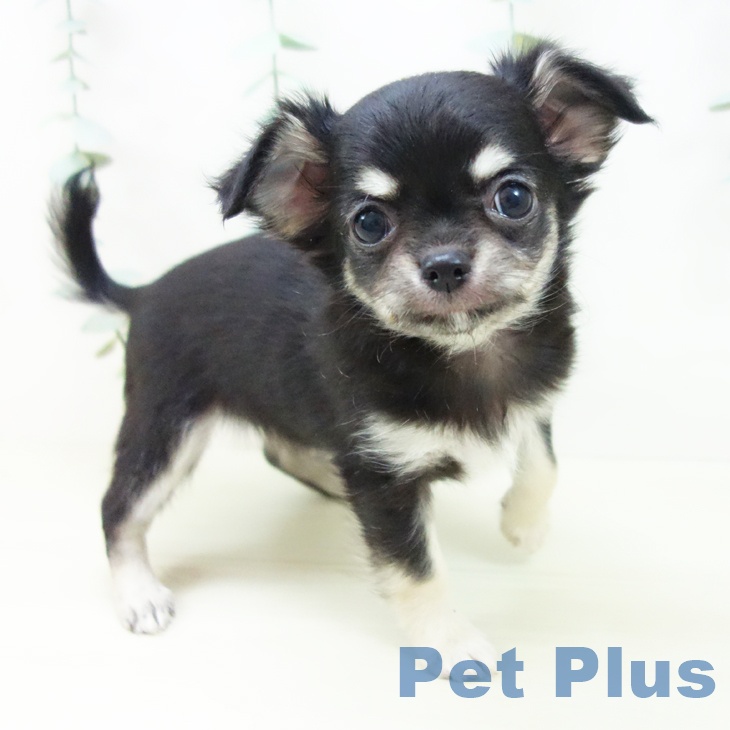 愛知県のチワワ(ロング) (ペットプラス 名古屋茶屋店/2025年11月12日生まれ/女の子/ブラックタン)の子犬の2枚目の画像