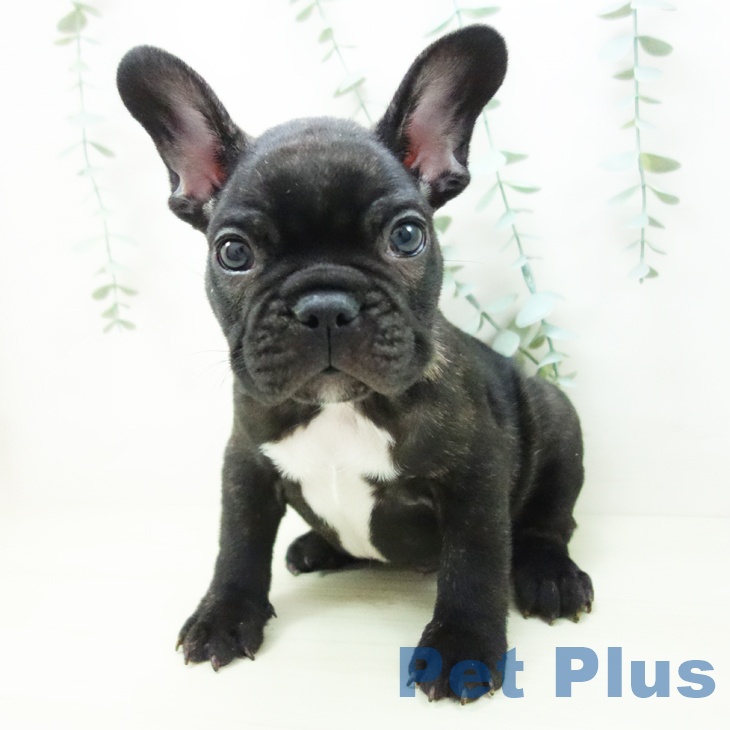 神奈川県のフレンチブルドッグ (ペットプラス 天王町店/2025年11月11日生まれ/男の子/ブリンドル)の子犬の1枚目の画像