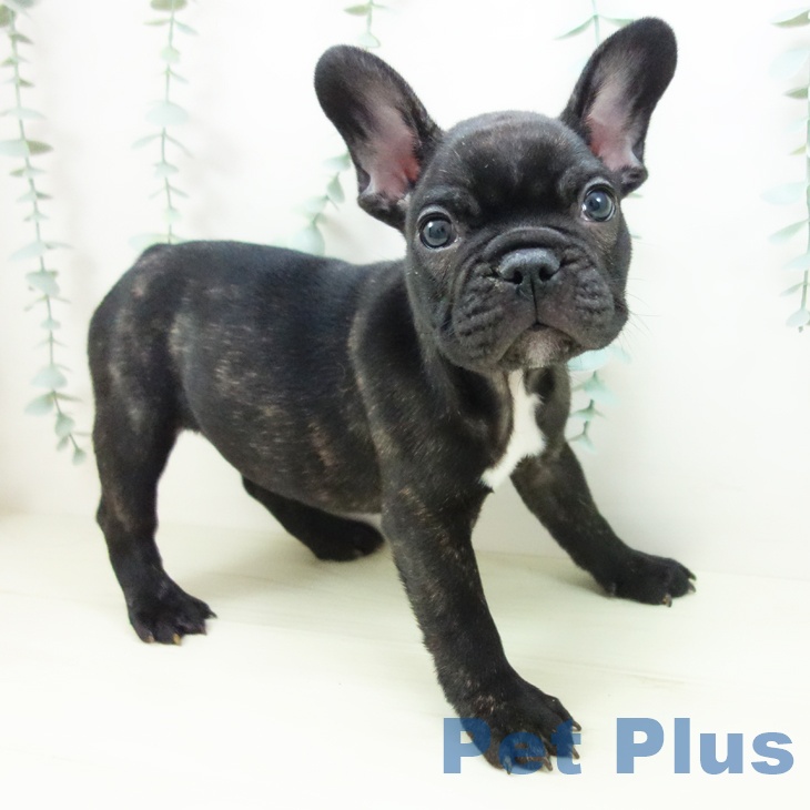 神奈川県のフレンチブルドッグ (ペットプラス 天王町店/2025年11月11日生まれ/男の子/ブリンドル)の子犬の2枚目の画像