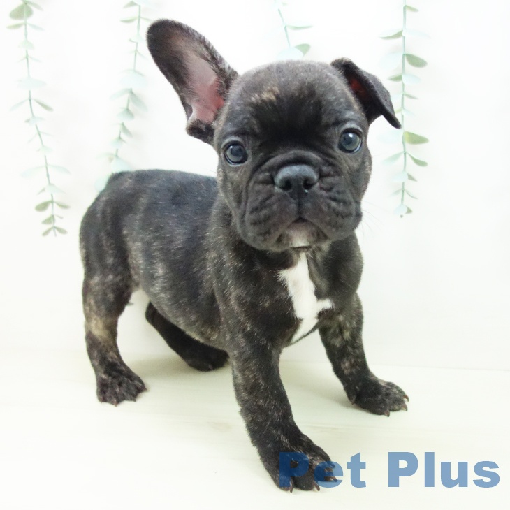 岩手県のフレンチブルドッグ (ペットプラス 盛岡南店/2025年11月11日生まれ/男の子/ブリンドル)の子犬