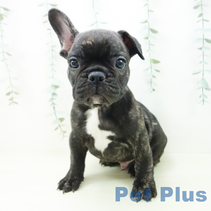 岩手県のフレンチブルドッグ (ペットプラス 盛岡南店/2025年11月11日生まれ/男の子/ブリンドル)の子犬の2枚目の画像