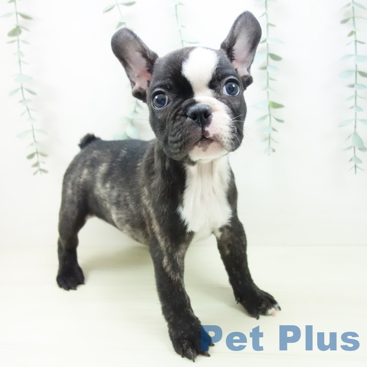 千葉県のフレンチブルドッグ (ペットプラス 成田店/2025年11月11日生まれ/女の子/ブリンドルホワイト)の子犬の1枚目の画像