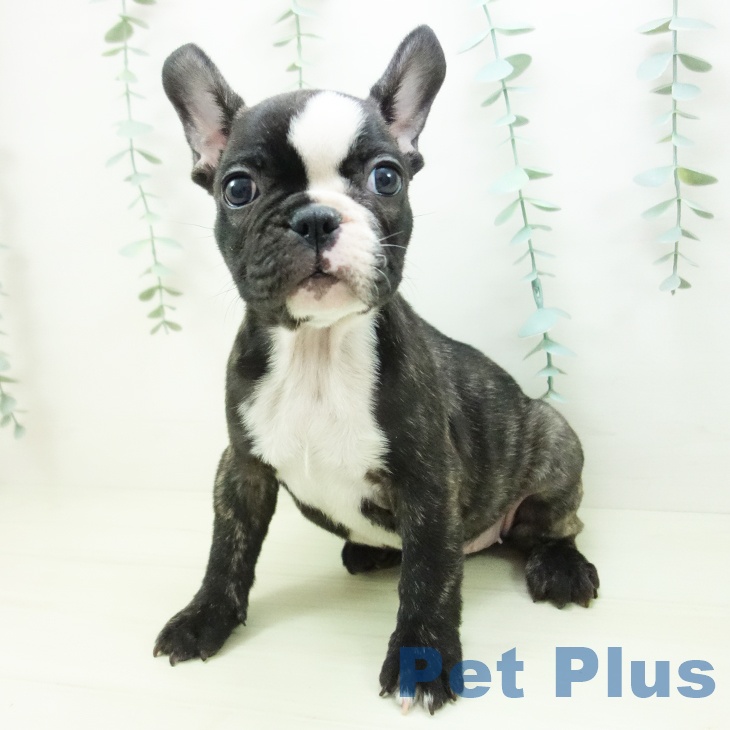 千葉県のフレンチブルドッグ (ペットプラス 成田店/2025年11月11日生まれ/女の子/ブリンドルホワイト)の子犬の2枚目の画像