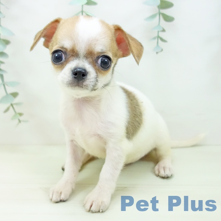愛知県のチワワ(ロング) (ペットプラス 岡崎店/2025年11月12日生まれ/男の子/ホワイトレッド)の子犬の1枚目の画像