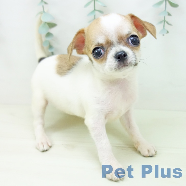愛知県のチワワ(ロング) (ペットプラス 岡崎店/2025年11月12日生まれ/男の子/ホワイトレッド)の子犬の2枚目の画像