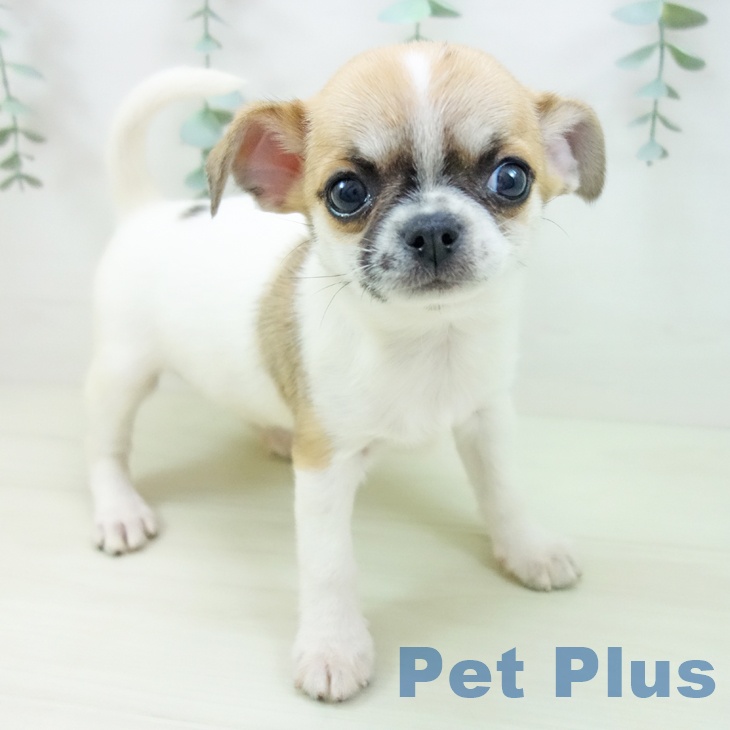 石川県のチワワ(ロング) (ペットプラス 白山店/2025年11月12日生まれ/女の子/ホワイトレッド)の子犬の1枚目の画像
