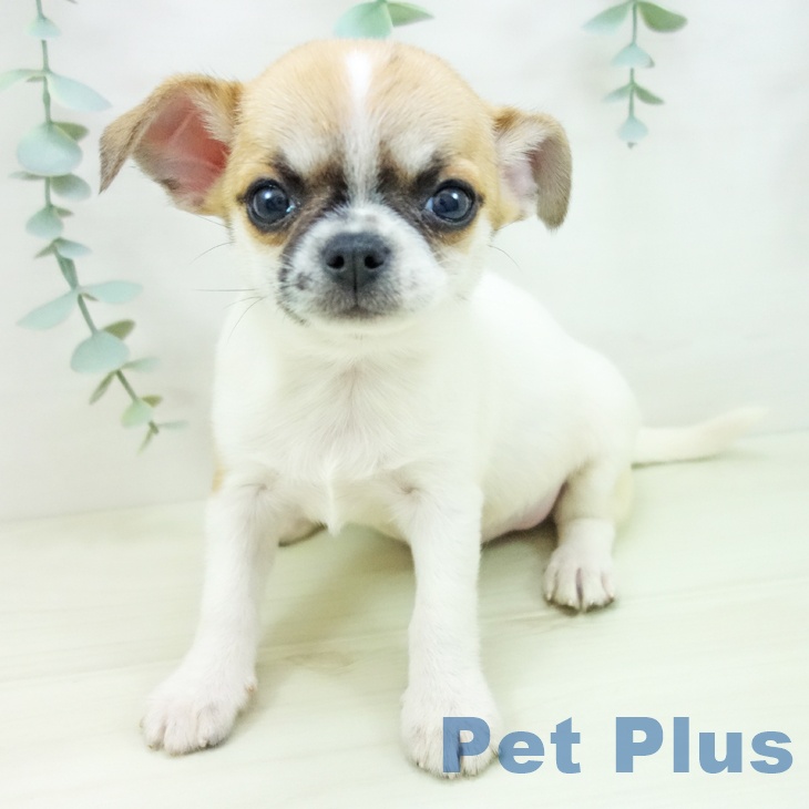 石川県のチワワ(ロング) (ペットプラス 白山店/2025年11月12日生まれ/女の子/ホワイトレッド)の子犬の2枚目の画像