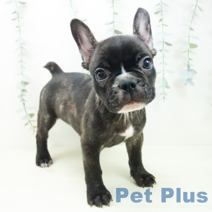 茨城県のフレンチブルドッグ (ペットプラス つくば店/2025年11月12日生まれ/男の子/ブリンドルホワイト)の子犬の1枚目の画像