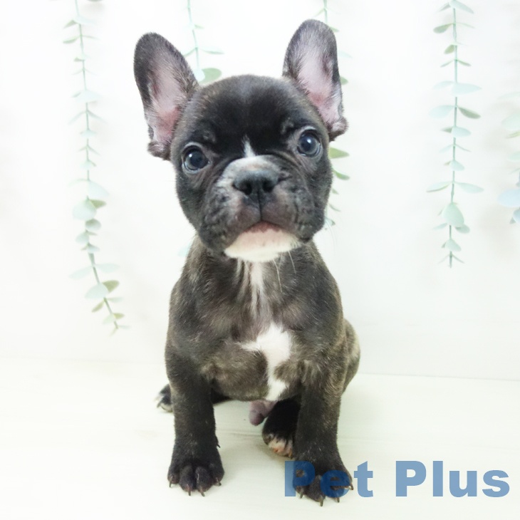 茨城県のフレンチブルドッグ (ペットプラス つくば店/2025年11月12日生まれ/男の子/ブリンドルホワイト)の子犬の2枚目の画像