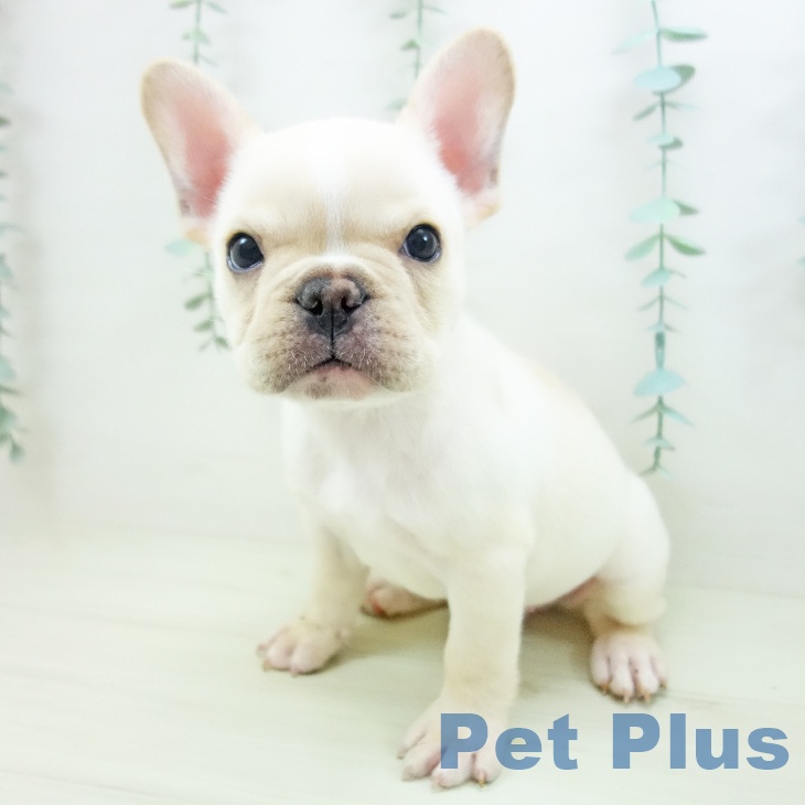 茨城県のフレンチブルドッグ (ペットプラス つくば店/2025年11月12日生まれ/男の子/クリームホワイト)の子犬の2枚目の画像