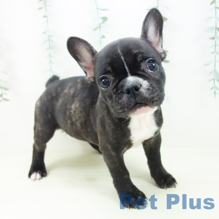 埼玉県のフレンチブルドッグ (ペットプラス 羽生店/2025年11月12日生まれ/女の子/ブリンドルホワイト)の子犬の1枚目の画像