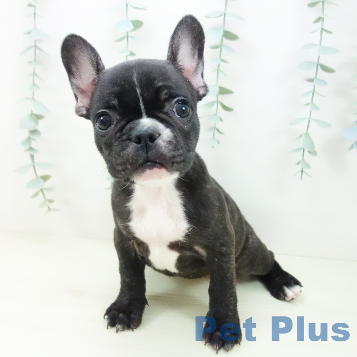埼玉県のフレンチブルドッグ (ペットプラス 羽生店/2025年11月12日生まれ/女の子/ブリンドルホワイト)の子犬の2枚目の画像