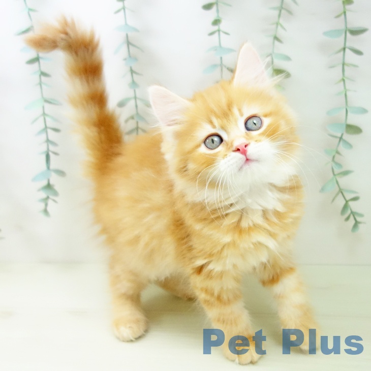 愛知県のサイベリアン (ペットプラス ナゴヤドーム前店/2025年11月7日生まれ/男の子/レッドタビー)の子猫の1枚目の画像