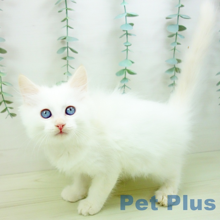 岐阜県のサイベリアン (ペットプラス 光ケ丘店/2025年11月7日生まれ/男の子/クリームポイント)の子猫の1枚目の画像