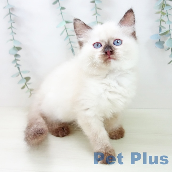 福井県のサイベリアン (ペットプラス 福井店/2025年11月7日生まれ/女の子/シールポイント)の子猫の1枚目の画像