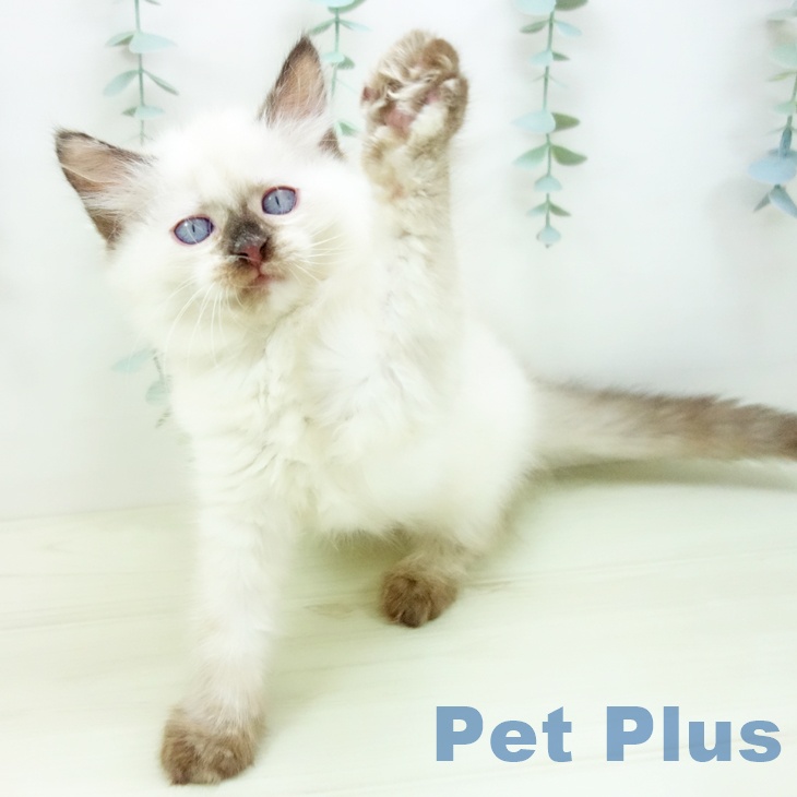 福井県のサイベリアン (ペットプラス 福井店/2025年11月7日生まれ/女の子/シールポイント)の子猫の2枚目の画像