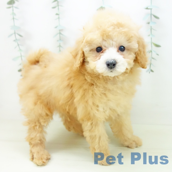 愛知県のトイプードル(トイ) (ペットプラス mozoワンダーシティ店/2025年11月12日生まれ/男の子/アプリコット)の子犬の1枚目の画像