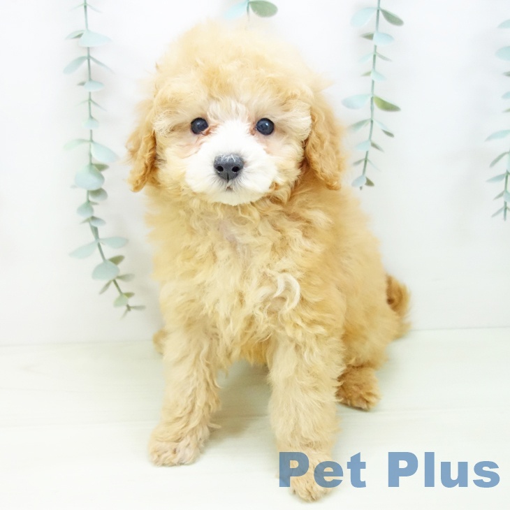 愛知県のトイプードル(トイ) (ペットプラス mozoワンダーシティ店/2025年11月12日生まれ/男の子/アプリコット)の子犬の2枚目の画像
