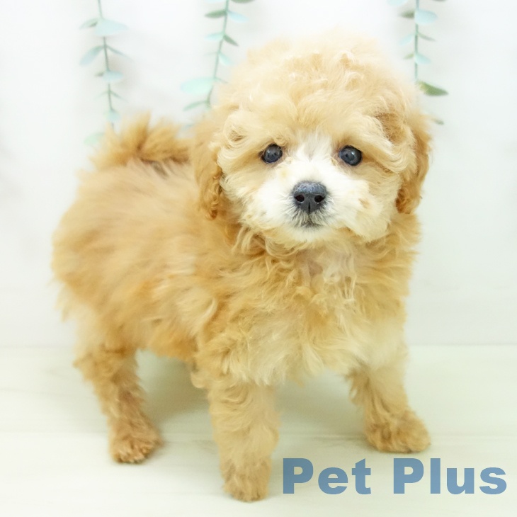 愛知県のトイプードル(トイ) (ペットプラス ナゴヤドーム前店/2025年11月12日生まれ/女の子/アプリコット)の子犬の1枚目の画像