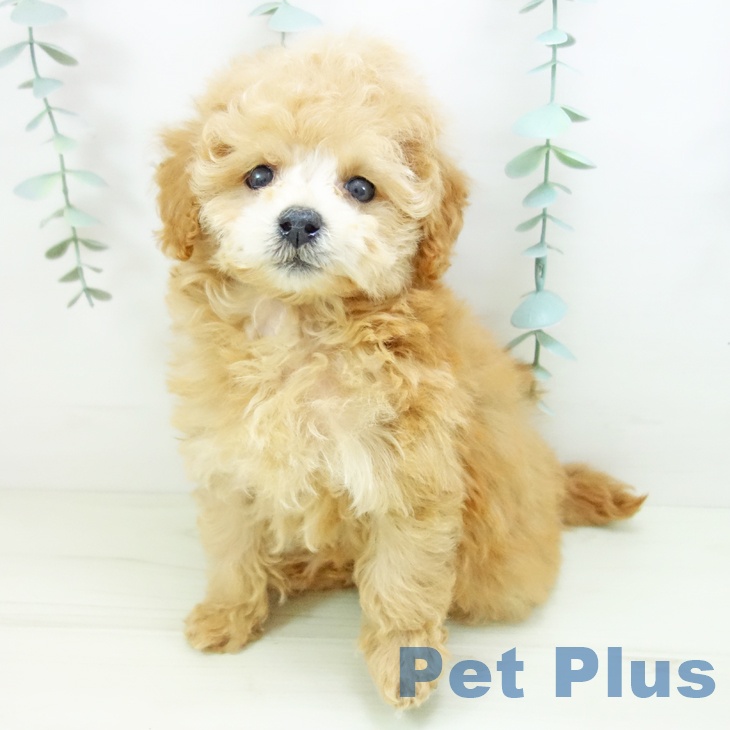 愛知県のトイプードル(トイ) (ペットプラス ナゴヤドーム前店/2025年11月12日生まれ/女の子/アプリコット)の子犬の2枚目の画像