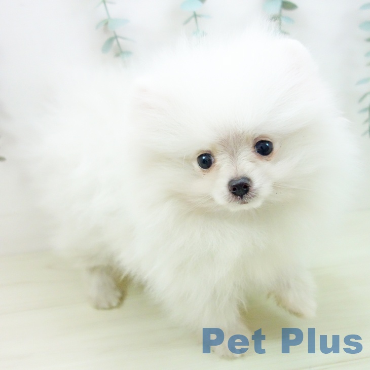 岐阜県のポメラニアン (ペットプラス 各務原店/2025年11月7日生まれ/女の子/クリーム)の子犬の1枚目の画像