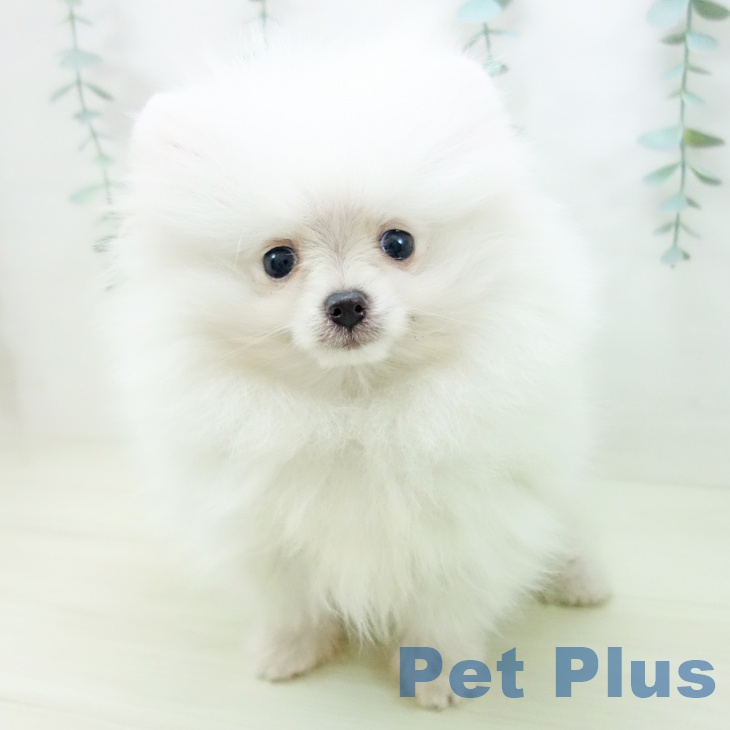 岐阜県のポメラニアン (ペットプラス 各務原店/2025年11月7日生まれ/女の子/クリーム)の子犬の2枚目の画像