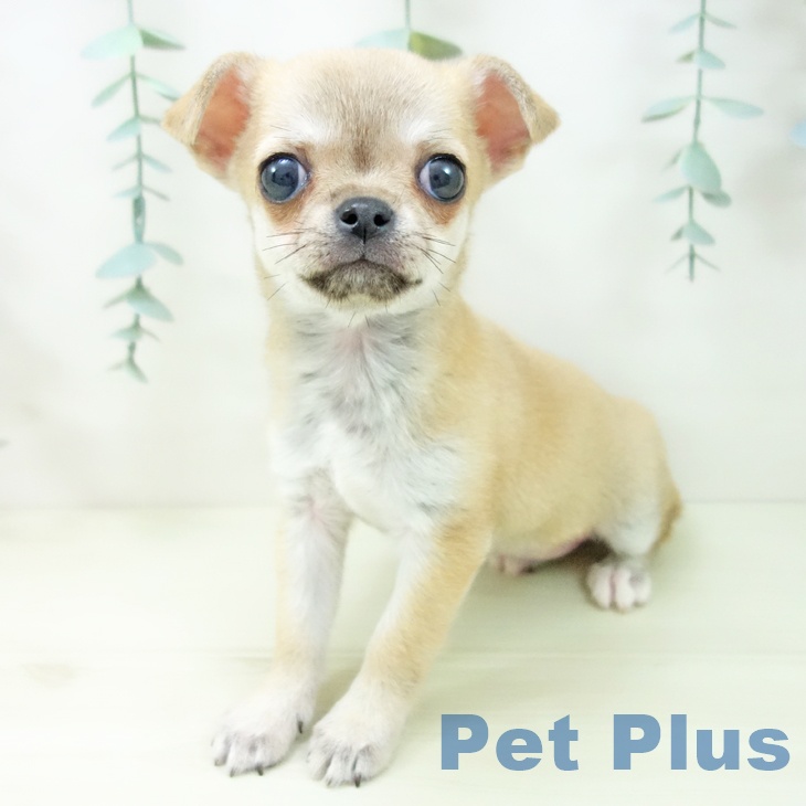 岐阜県のチワワ(ロング) (ペットプラス 各務原店/2025年11月11日生まれ/女の子/フォーン)の子犬の1枚目の画像