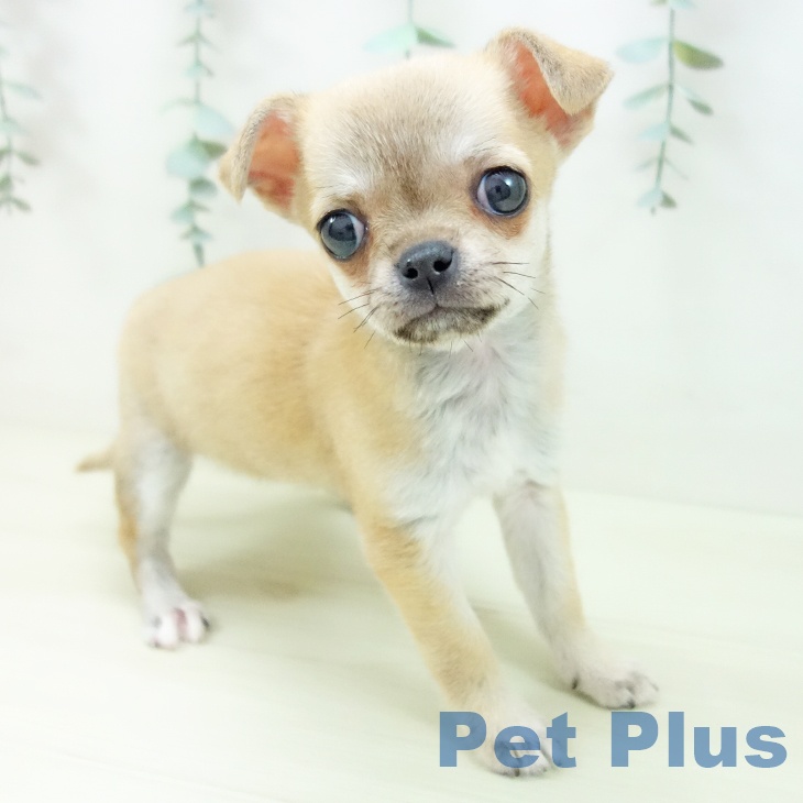 岐阜県のチワワ(ロング) (ペットプラス 各務原店/2025年11月11日生まれ/女の子/フォーン)の子犬の2枚目の画像