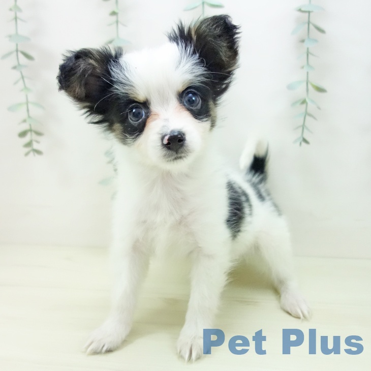 神奈川県のパピヨン (ペットプラス ゆめが丘ソラトス店/2025年11月13日生まれ/男の子/ホワイトブラック)の子犬の1枚目の画像