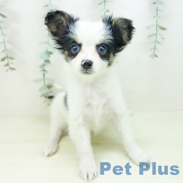 神奈川県のパピヨン (ペットプラス ゆめが丘ソラトス店/2025年11月13日生まれ/男の子/ホワイトブラック)の子犬の2枚目の画像