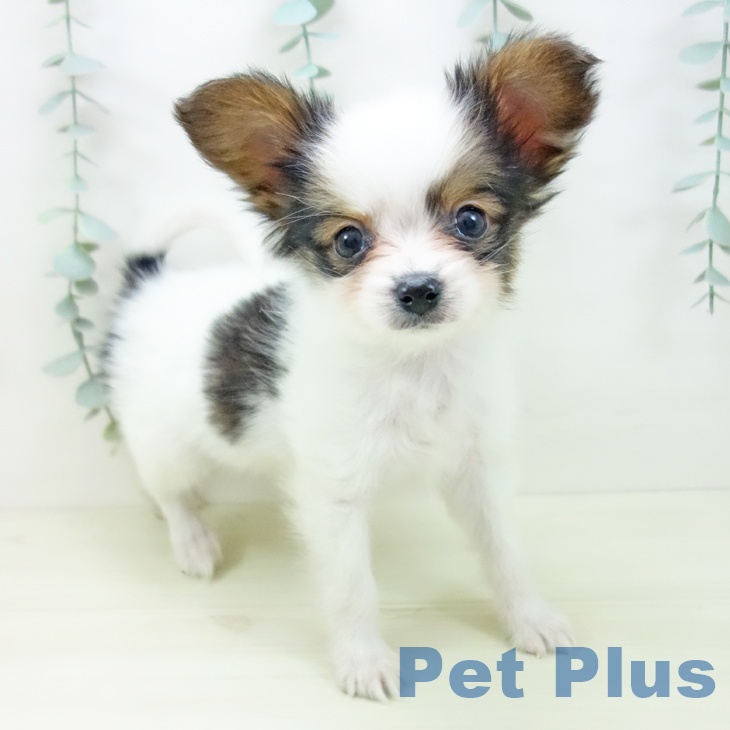 埼玉県のパピヨン (ペットプラス 羽生店/2025年11月13日生まれ/男の子/ホワイトブラウン)の子犬の1枚目の画像