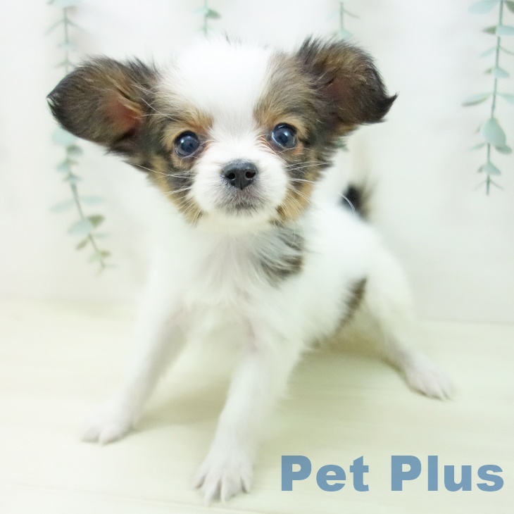 埼玉県のパピヨン (ペットプラス 浦和美園店/2025年11月13日生まれ/女の子/ホワイトブラウン)の子犬の1枚目の画像
