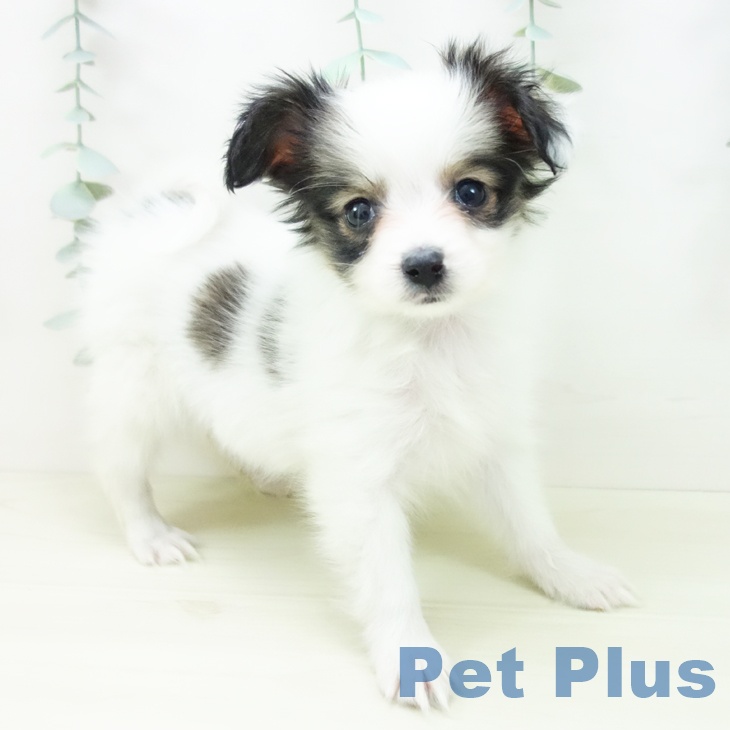東京都のパピヨン (ペットプラス アクアシティお台場店/2025年11月13日生まれ/女の子/ホワイトブラウン)の子犬の2枚目の画像