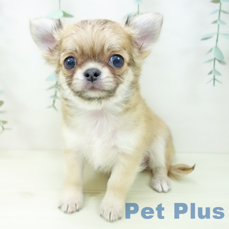 愛知県のチワワ(ロング) (ペットプラス mozoワンダーシティ店/2025年11月13日生まれ/男の子/フォーン)の子犬の1枚目の画像