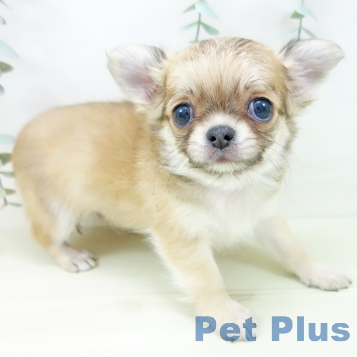 愛知県のチワワ(ロング) (ペットプラス mozoワンダーシティ店/2025年11月13日生まれ/男の子/フォーン)の子犬の2枚目の画像
