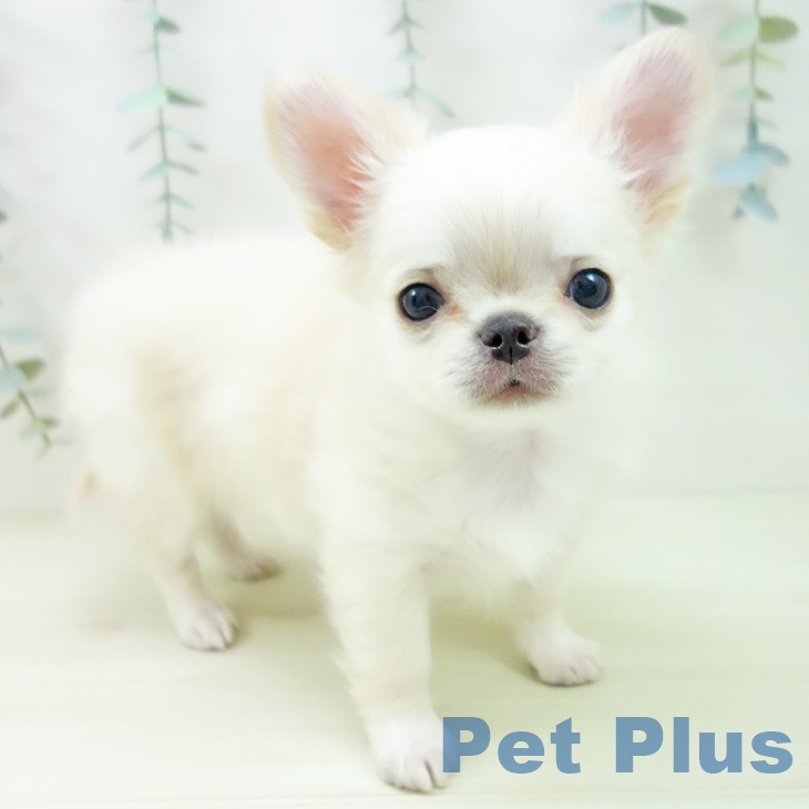 愛知県のチワワ(ロング) (ペットプラス ナゴヤドーム前店/2025年11月13日生まれ/男の子/クリームホワイト)の子犬の1枚目の画像
