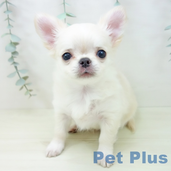 愛知県のチワワ(ロング) (ペットプラス ナゴヤドーム前店/2025年11月13日生まれ/男の子/クリームホワイト)の子犬の2枚目の画像
