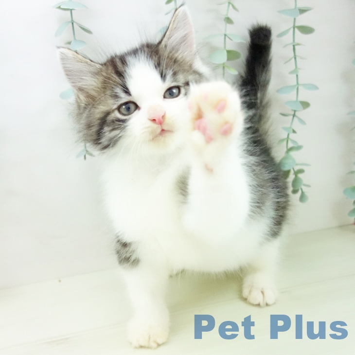 愛知県のノルウェージャンフォレストキャット (ペットプラス 東浦店/2025年11月11日生まれ/男の子/ブラウンタビーホワイト)の子猫の2枚目の画像