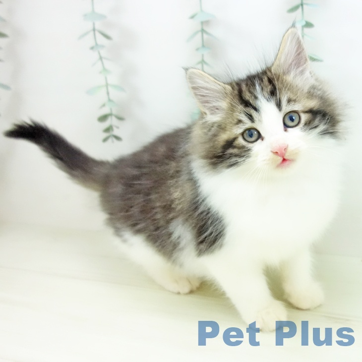 石川県のノルウェージャンフォレストキャット (ペットプラス 白山店/2025年11月11日生まれ/女の子/ブラウンタビーホワイト)の子猫の1枚目の画像