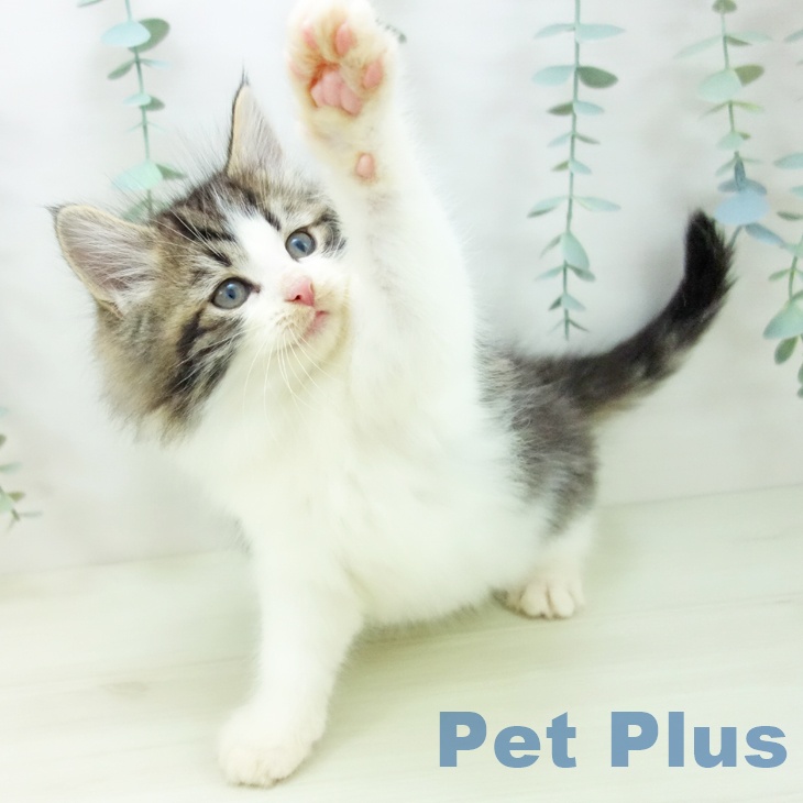 石川県のノルウェージャンフォレストキャット (ペットプラス 白山店/2025年11月11日生まれ/女の子/ブラウンタビーホワイト)の子猫の2枚目の画像