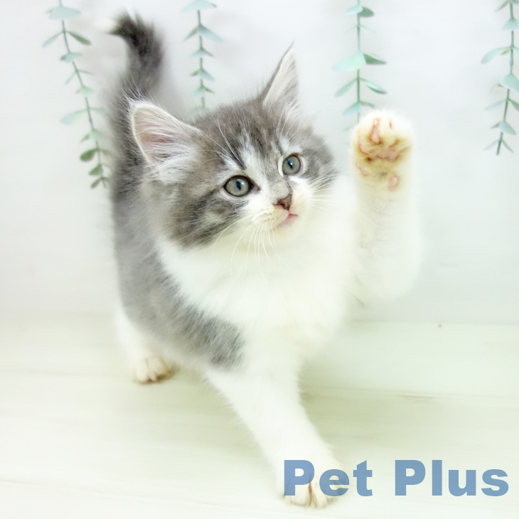 愛知県のノルウェージャンフォレストキャット (ペットプラス 名古屋茶屋店/2025年11月11日生まれ/女の子/ブルータビーホワイト)の子猫の2枚目の画像