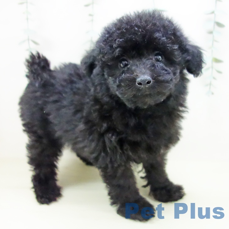 愛知県のトイプードル(トイ) (ペットプラス 岡崎店/2025年11月11日生まれ/女の子/ブラック)の子犬の1枚目の画像